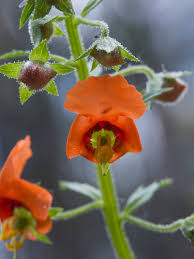 Image result for Alonsoa linearis