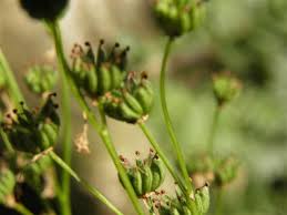 Attēlu rezultāti vaicājumam “Filipendula vulgaris bud”