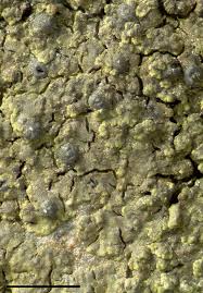 Attēlu rezultāti vaicājumam “Verrucaria hydrela”