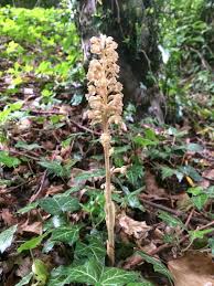 Attēlu rezultāti vaicājumam “Neottia nidus-avis bud”