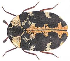 Attēlu rezultāti vaicājumam “Anthrenus scrophulariae”