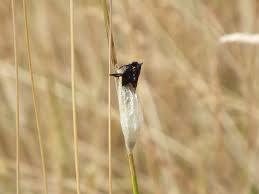 Attēlu rezultāti vaicājumam “Zygaena cocoon”
