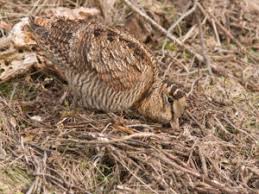 Attēlu rezultāti vaicājumam “Scolopax rusticola nest”
