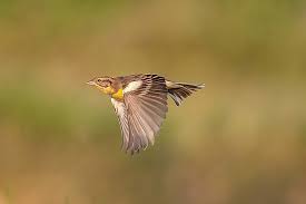 Image result for Emberiza aureola