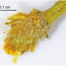 Attēlu rezultāti vaicājumam “Batrachium circinatum leaf”