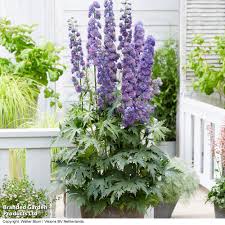 Attēlu rezultāti vaicājumam “Delphinium elatum  fruit”