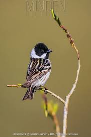 Image result for Emberiza pallasi