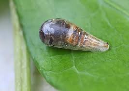 Attēlu rezultāti vaicājumam “Episyrphus balteatus”