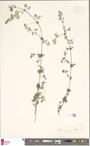 Attēlu rezultāti vaicājumam “Galium album”