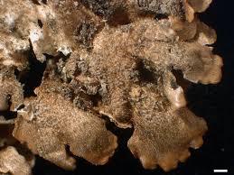 Attēlu rezultāti vaicājumam “Punctelia subrudecta”