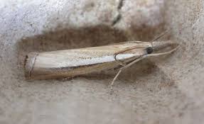 Attēlu rezultāti vaicājumam “Agriphila selasella”