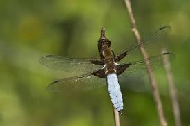Attēlu rezultāti vaicājumam “Libellula depressa male”