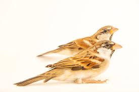 Image result for Passer domesticus