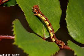 Attēlu rezultāti vaicājumam “Erannis defoliaria imago”