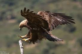 Attēlu rezultāti vaicājumam “Aquila chrysaetos adult”