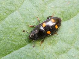 Attēlu rezultāti vaicājumam “Glischrochilus hortensis”