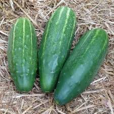 Image result for Gurke