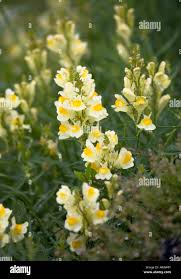 Attēlu rezultāti vaicājumam “Linaria vulgaris flower”