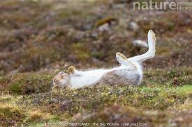 Attēlu rezultāti vaicājumam “Lepus timidus”