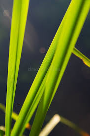 Attēlu rezultāti vaicājumam “Sparganium erectum aggr. leaf”