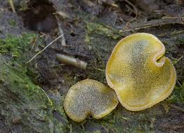 Attēlu rezultāti vaicājumam “Ascobolus furfuraceus”