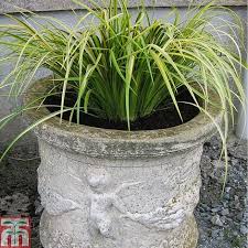 Attēlu rezultāti vaicājumam “Epipactis palustris bud”