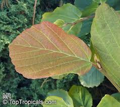 Attēlu rezultāti vaicājumam “Hamamelis mollis”