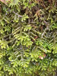 Attēlu rezultāti vaicājumam “Porella platyphylla macro”