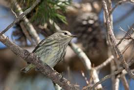 Image result for Dendroica tigrina