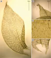 Attēlu rezultāti vaicājumam “Plagiothecium succulentum”