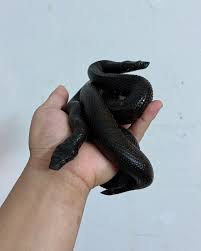 Attēlu rezultāti vaicājumam “Chara aspera male”