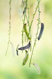 Attēlu rezultāti vaicājumam “Cytisus scoparius fruit”