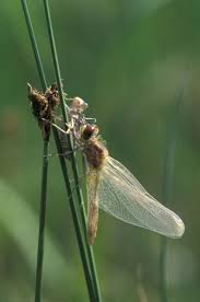 Attēlu rezultāti vaicājumam “Leucorrhinia”