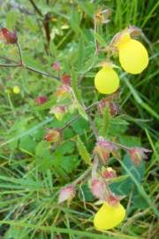 Image result for Calceolaria integrifolia