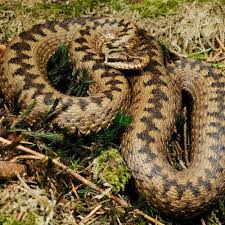 Attēlu rezultāti vaicājumam “Vipera berus”