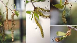 Attēlu rezultāti vaicājumam “Betula pubescens flower”