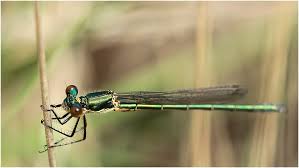 Attēlu rezultāti vaicājumam “Lestes dryas male”