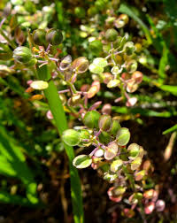 Attēlu rezultāti vaicājumam “Lepidium densiflorum fruit”
