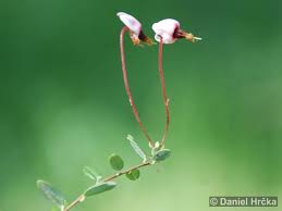 Attēlu rezultāti vaicājumam “Oxycoccus palustris”