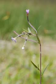 Attēlu rezultāti vaicājumam “Epilobium palustre”