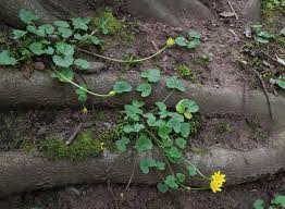 Attēlu rezultāti vaicājumam “Ficaria verna leaf”