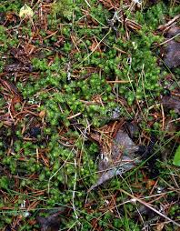 Attēlu rezultāti vaicājumam “Barbilophozia lycopodioides”