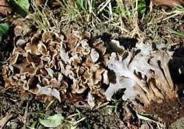 Attēlu rezultāti vaicājumam “Pseudocraterellus sinuosus”