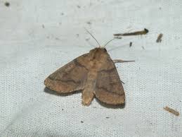 Attēlu rezultāti vaicājumam “Mythimna turca”