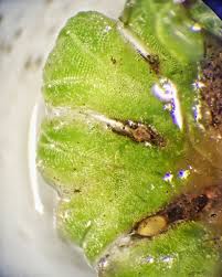 Attēlu rezultāti vaicājumam “Riccia sorocarpa macro”