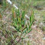 Attēlu rezultāti vaicājumam “Andromeda polifolia leaf”
