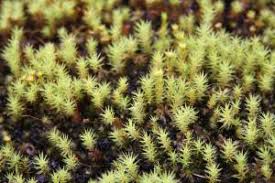 Attēlu rezultāti vaicājumam “Polytrichum commune var. perigoniale”