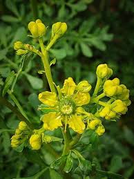 Image result for Ruta graveolens