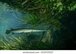 Image result for Lepisosteus osseus