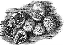 Attēlu rezultāti vaicājumam “Badhamia dubia spores”